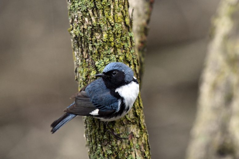 检查50年的数据后发现鸟类迁徙的新变化
