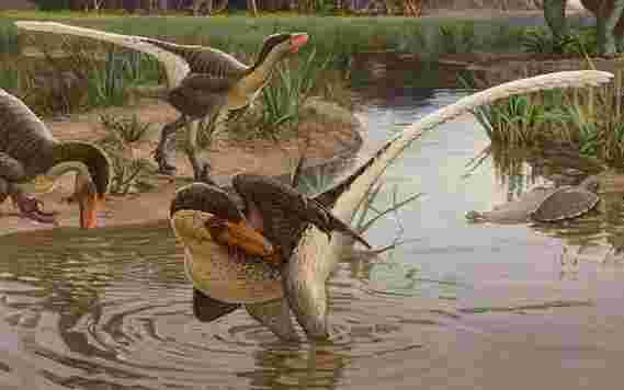 在新墨西哥发现的新的羽毛食肉恐龙物种产生了进化的见解。
