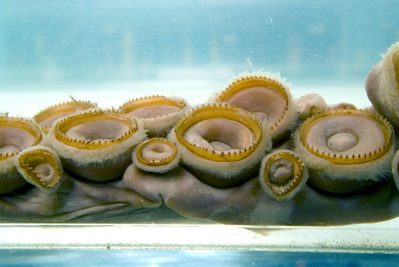海怪的基因组–难以捉摸的巨型鱿鱼的完整遗传序列