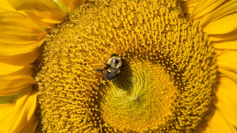 大黄蜂疾病和繁殖是由开花的带状植物塑造的