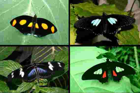 由蝴蝶翼秤产生的光学幻觉是超黑色，轻质材料的秘密