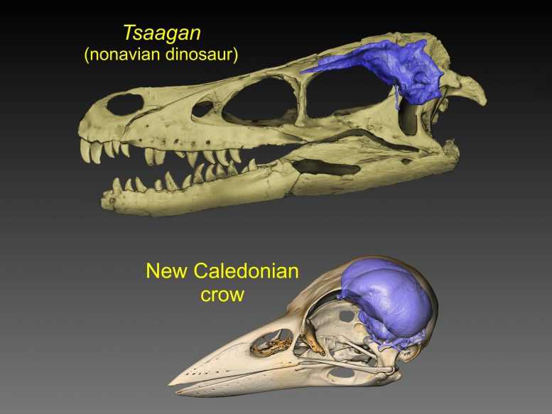霸王龙到现代的乌鸦：进化追踪发现鸟类如何进化大脑