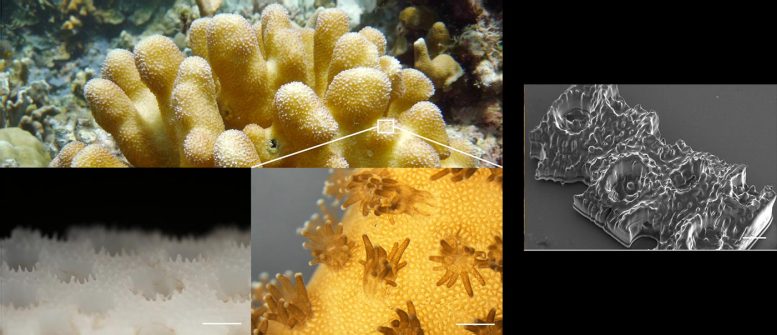 3D打印的仿生珊瑚能够使藻类更高效地进行光合作用