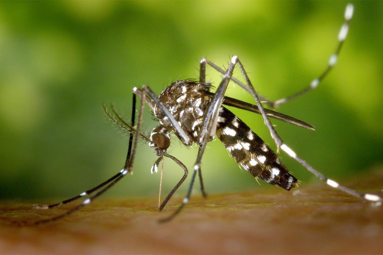 传播疾病的亚洲虎蚊在美国中心地带的问题传播