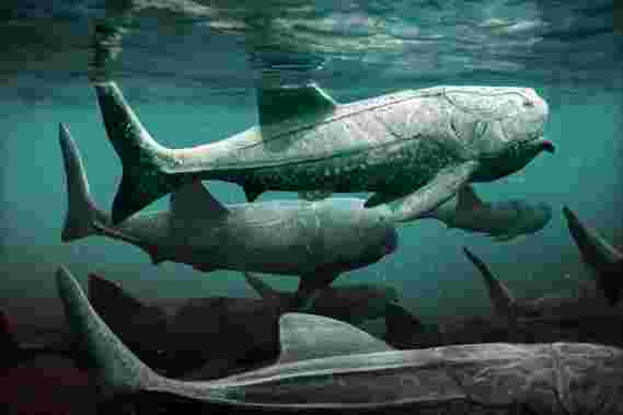 类似于3.8亿年前的鲨鱼的巨型装甲鱼美联储
