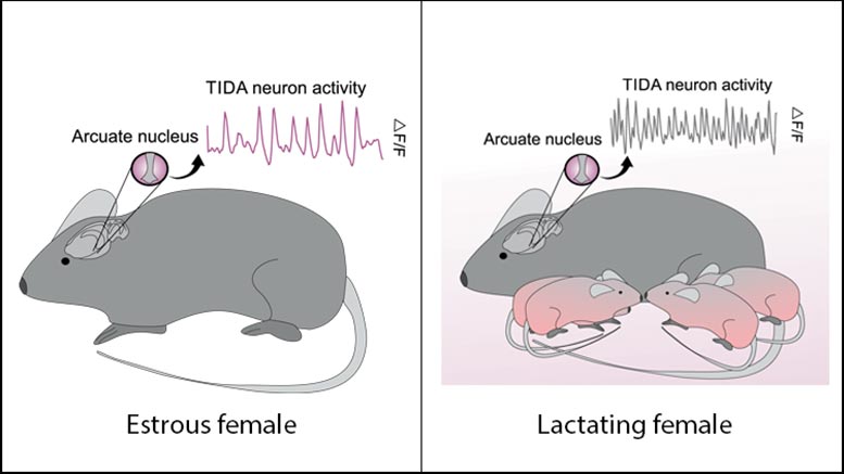 哺乳改变妈妈的大脑中的电信号 - 但它是可逆的