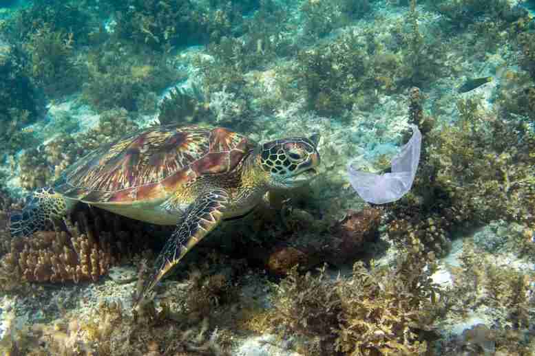 致命吸引力：为什么海龟吃海洋塑料