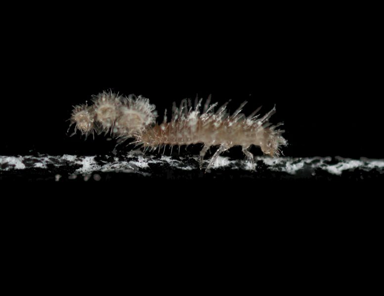 甲壳虫幼虫的特殊行为–他们如何以及为什么携带其Exuviae？