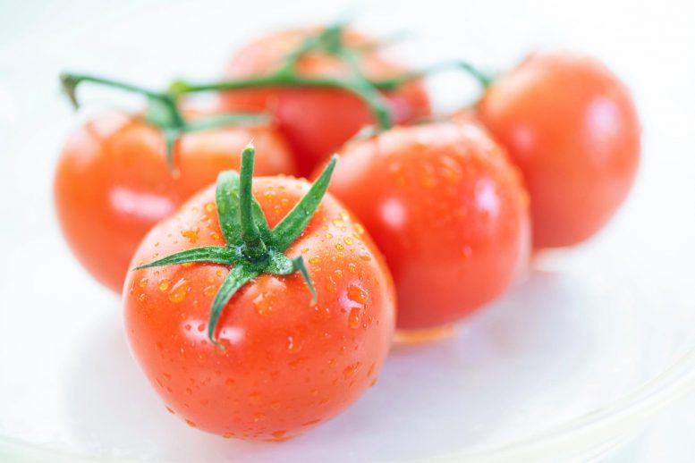 成熟的西红柿应该进入冰箱吗？科学检测旨在解决辩论