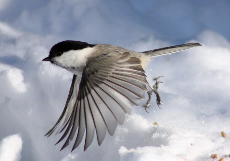显示：鸟翅膀如何适应他们的环境和行为