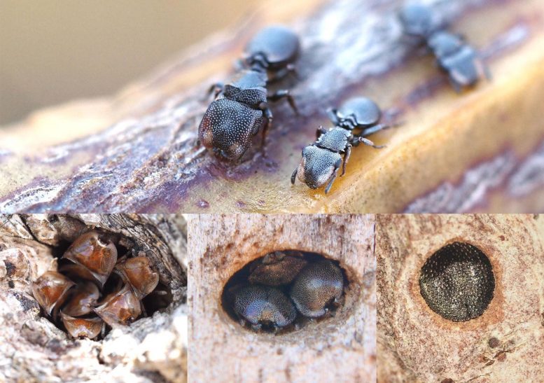 进化可以逆转–士兵蚂蚁的研究揭示了惊人的灵活性