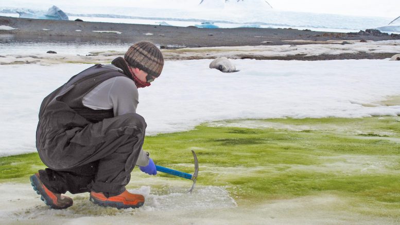 由于气候变化，南极海岸预计将被“绿色雪”覆盖