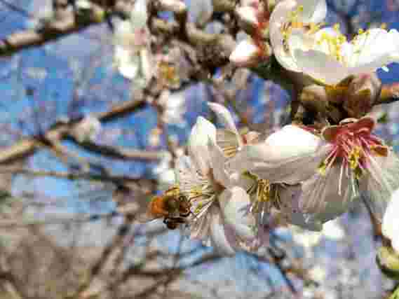 杏仁种植者的问题：蜜蜂，还是不是蜜蜂？