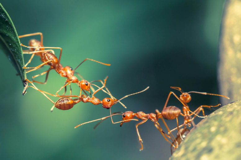 蚂蚁利用他们的“集体智慧”来越过障碍