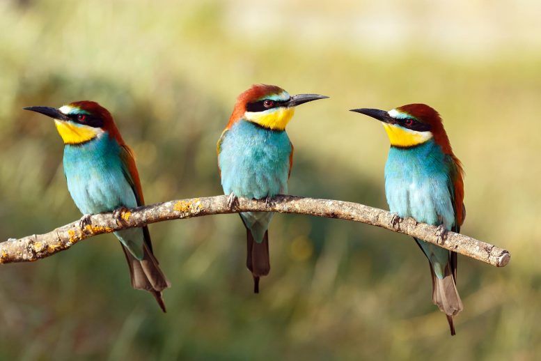几只鸟活得快而早逝-科学家对数千种物种进行研究以解释其原因