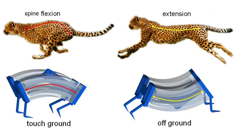 灵感来自猎豹生物力学，研究人员建立世界纪录的快速软机器