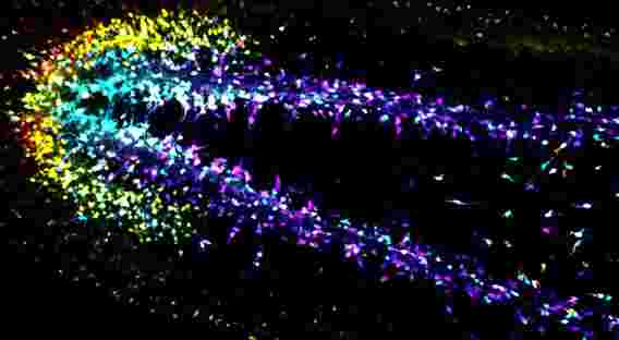 斯坦福大学的科学家发现了不断增长的神经元跟随以形成大脑的无形模式