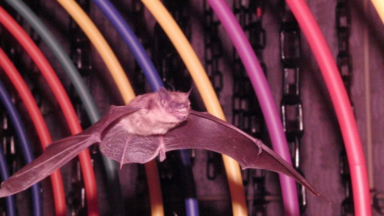 安装的波纹管以帮助蝙蝠访问他们的栖息可能实际上会干扰回声位置