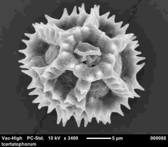 “蜜蜂”感恩花粉的演变 - 用高度详细的电子扫描显微镜制成的发现