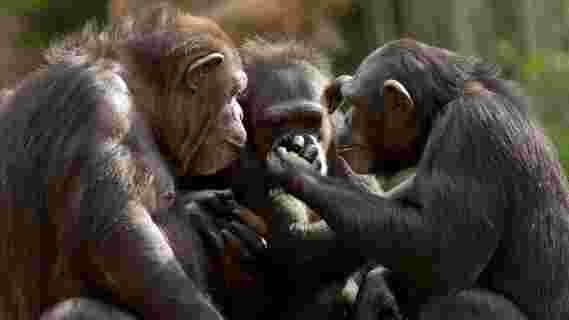 黑猩猩的口哨帮助追溯人类的语音进化到远古的祖先