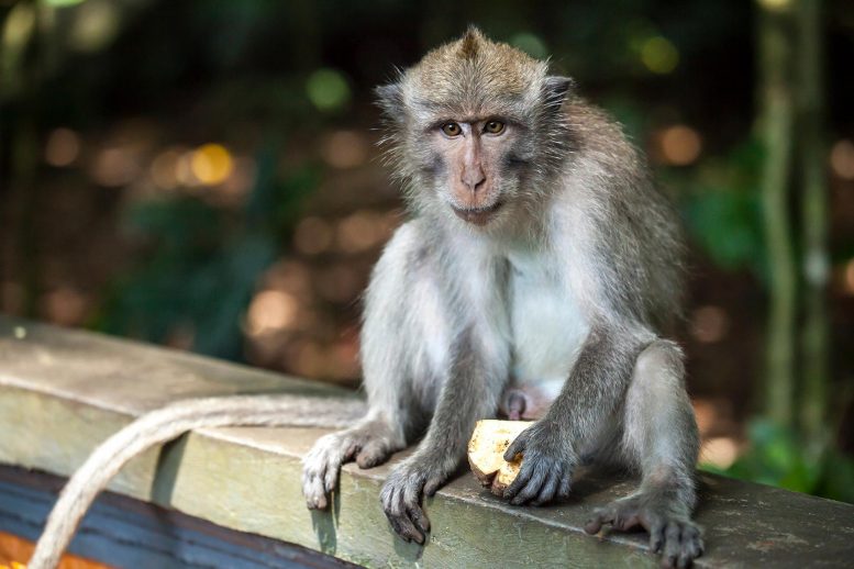 来自超声波的脑刺激用于控制猴子的行为