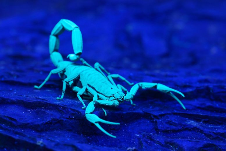 在蝎子中鉴定出的新型荧光化合物可帮助保护它们免受寄生虫的侵害