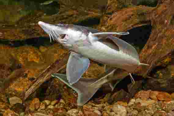 urge鱼“ Methuselah鱼”基因组测序–进化难题的重要组成部分