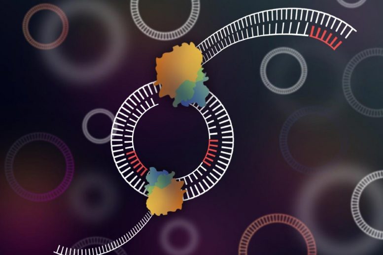 开发的新工具序列圆形DNA