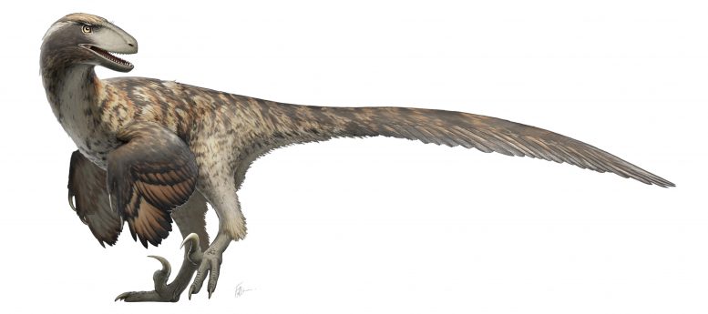 侏罗纪公园出了错：研究表明猛禽并没有成群结队
