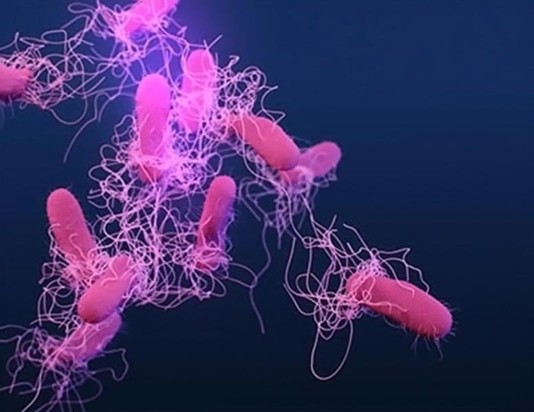 改善了新DNA测试的沙门氏菌食物中毒爆发的跟踪