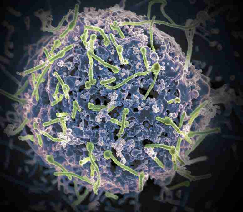 新的通用埃博拉疫苗可能与所有感染人类的​​致命病毒种作斗争