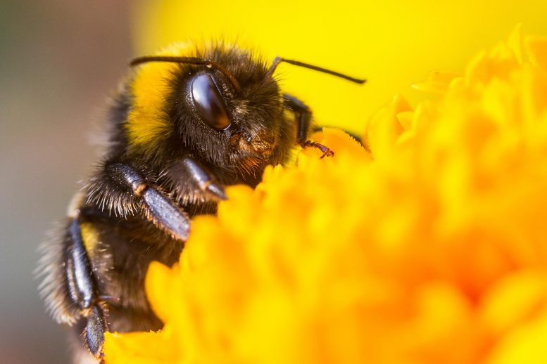 刚刚发现了一个令人难以置信的新大黄蜂行为 - 如此复杂，科学家无法重现