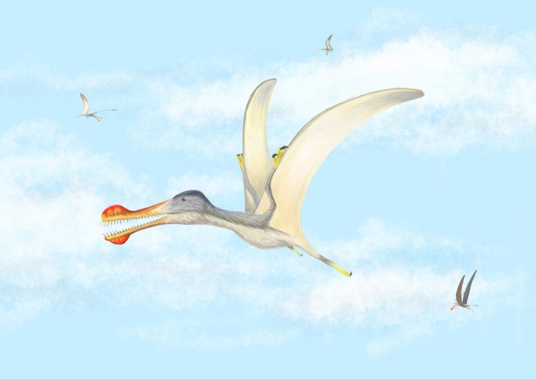 三种新的飞爬爬行动物发现 - 佩特拉夫人居住100万年前撒哈拉州