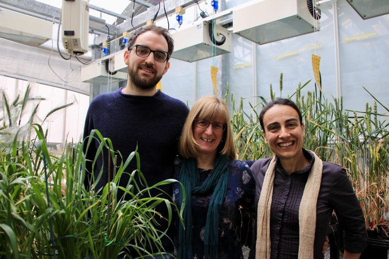 科学家改善光合作用以创造出耐热小麦