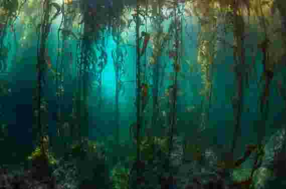 自1973年以来首次调查的远程南美海藻森林 - 他们是“原始”