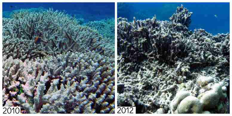 旋风可以损坏距离珊瑚礁1000公里的珊瑚礁 -  10x比传统建模更进一步