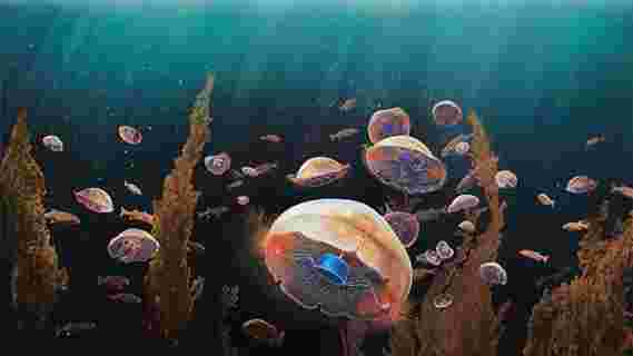 研究人员创造了更快，更高效地游泳的仿生水母