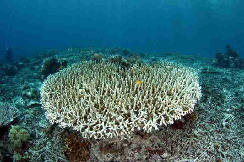 气候如何杀死珊瑚，破坏大堡礁