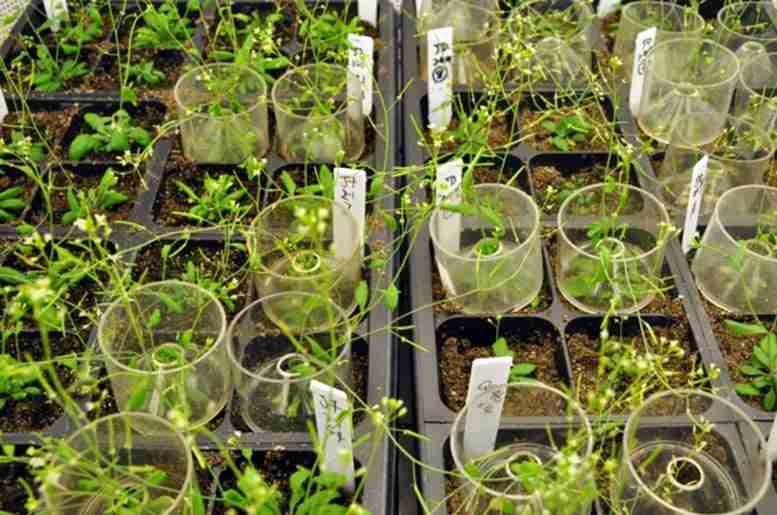 如何提高植物生物量：遗传生物学家发现与增长的分子联系