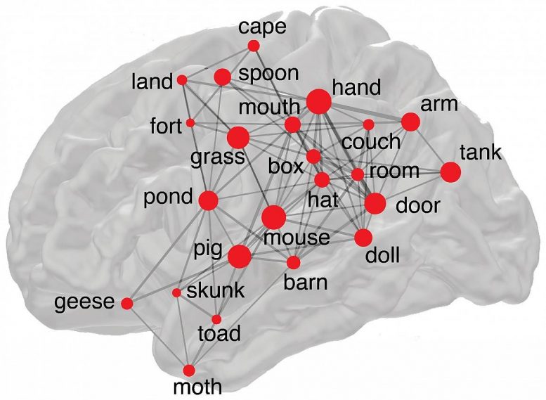 大脑的搜索引擎策略：为什么有些单词比其他单词更让人难忘