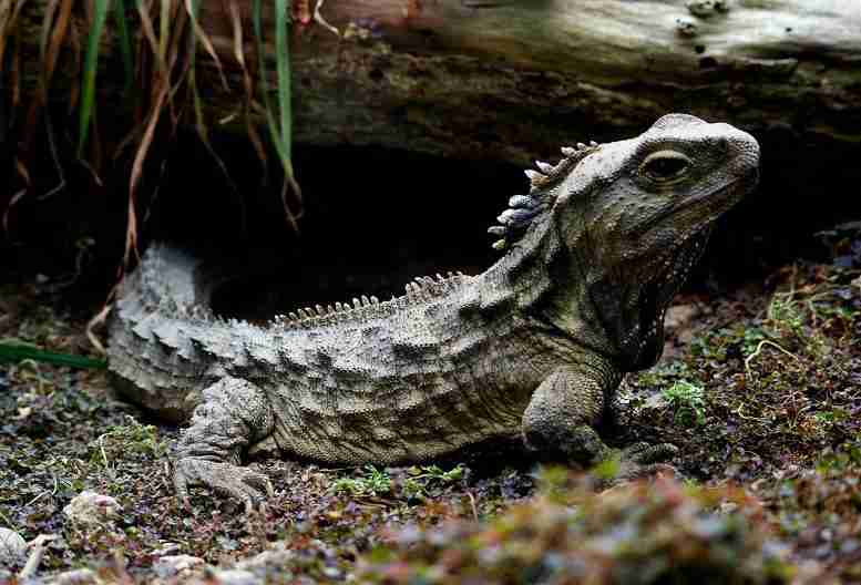 危险中的古代爬行动物：Tuatara的好奇基因组，不是蜥蜴的脆弱物种