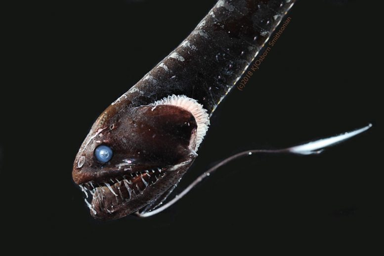 科学家学习超黑皮肤的秘密，让深海鱼到潜伏的看不见