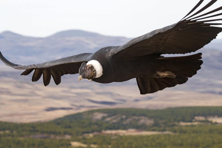 揭露雄伟飞翔的鸟类的秘密-仅在飞行时间的1％拍打翅膀