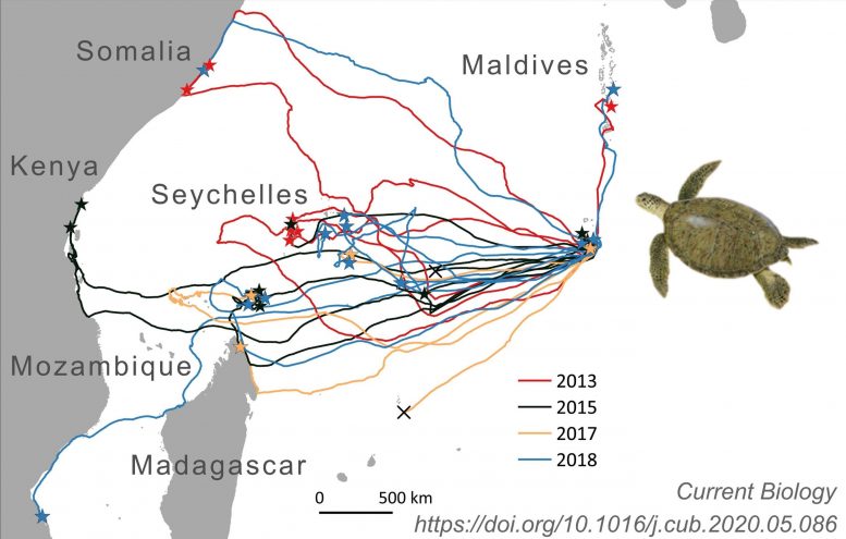 尽管“地图”出乎意料，海龟仍完成了令人印象深刻的航海壮举