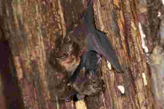 与人类类似，母亲蝙蝠使用“宝贝谈话”与他们的幼崽沟通