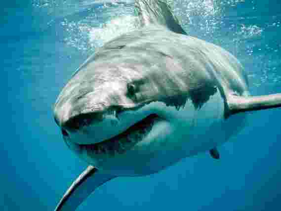 科学家们在检查大白鲨的胃含量并找出他们真正吃的东西