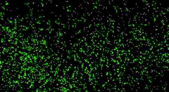 科学家们恢复了100万岁的微生物，发现深度低于海底