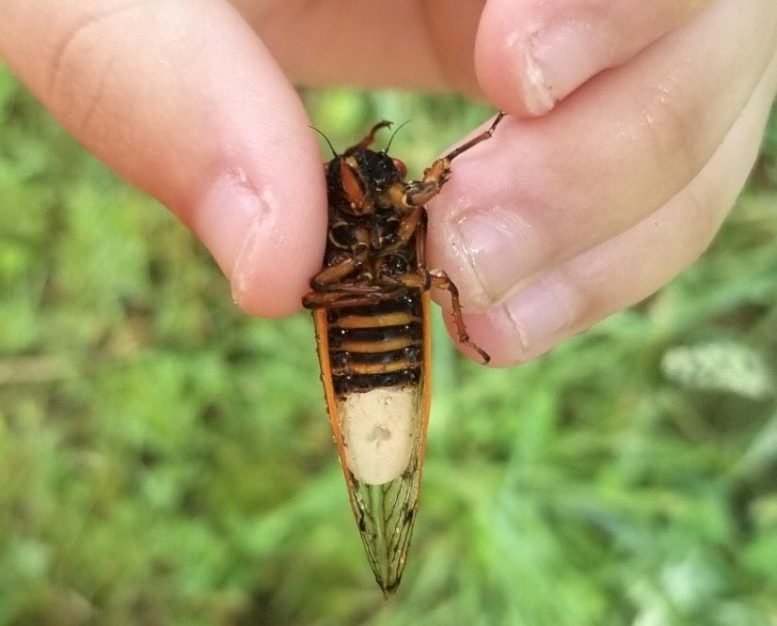 Zombie Cicadas返回：真菌感染的传单的操纵素质出土