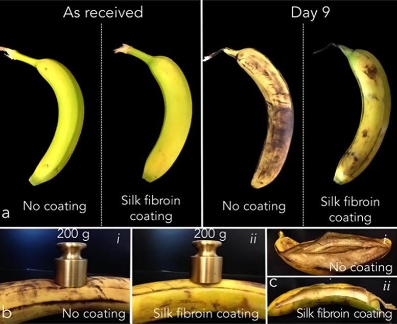 麻省理工学院启动在食用，难以察觉的丝绸涂层中包装食物，以获得更好的保质期