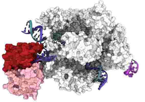 强大的DNA操作：通过对CRISPR-Cas9工具的新理解来改进基因编辑